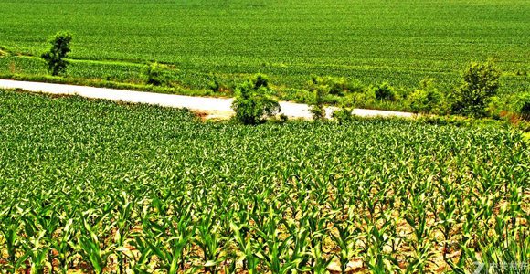 教你如何識(shí)別真假肥料！